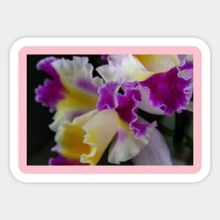 Orchid Sticker